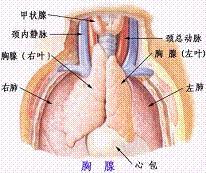 心包胸腺瘤