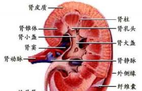 腎下垂 N28.813 kidney ptosis