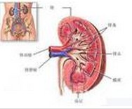慢性反流性腎病 慢性返流性腎病變 慢性萎縮性腎盂腎炎