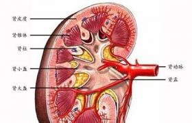 腎動脈血栓形成和栓塞