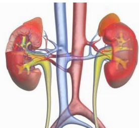 雙側腎缺如 Q60.151 雙側腎不發育 雙側性腎不發育綜合征