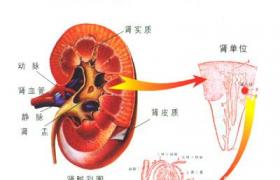 肝硬化性腎損害 肝硬變性腎損害 肝硬化性腎小球腎炎 肝硬性腎小球硬化