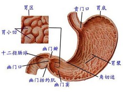 腸胃炎 胃腸炎