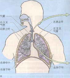 支氣管哮喘 J45.903 哮病