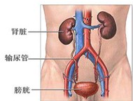 尿道炎 N34.202 urethritis