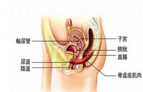 尿道缺如及先天性尿道閉鎖 尿道發育不全及先天性尿道閉鎖
