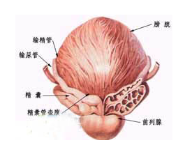 先天性膀胱頸攣縮 膀胱頸攣縮 先天性膀胱頸部梗阻 先天性膀胱