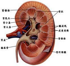 腎積膿 膿腎 膿性腎病