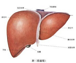 肝臟血管瘤