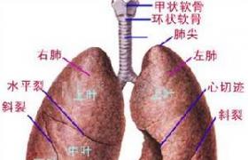 先天性支氣管肺囊腫 先天性囊性支氣管擴張先天性支氣管源性囊