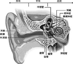 神經性耳鳴 感音神經障礙