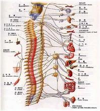 脊髓血管病 Spinal cord disease