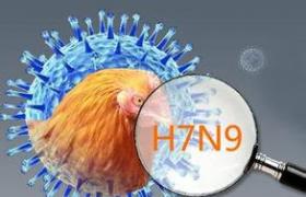 H7N9禽流感 H7N9型禽流性感冒
