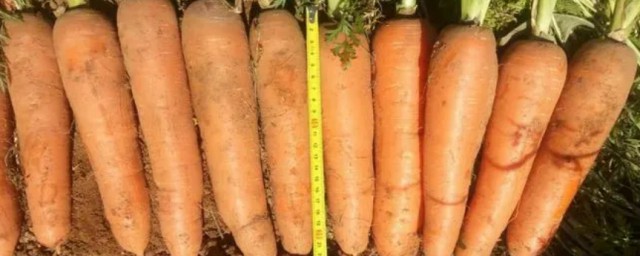 如何用胡蘿卜制作肥料 用胡蘿卜制作肥料的方法