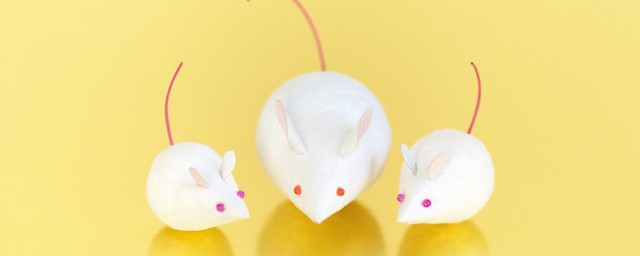 老鼠能鉆多小的縫隙 老鼠能鉆什麼樣的小縫隙