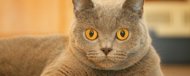 英國灰色短毛貓喜歡吃什麼 英國灰色短毛貓怎樣喂食貓糧