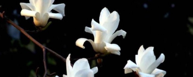 北方種植白蘭花的方法 北方種植白蘭花的方法介紹