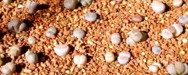如何種植生石花 怎樣種植生石花