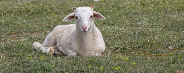 屬羊適合佩戴什麼招財 屬羊適合佩戴的飾品