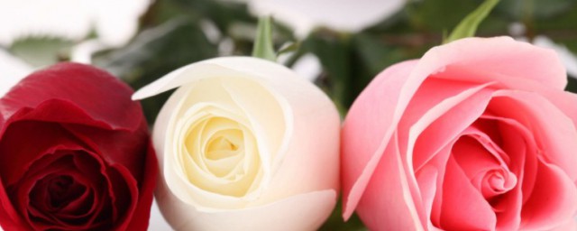 第一個情人節送什麼花給女朋友 第一個情人節送哪些花給女朋友