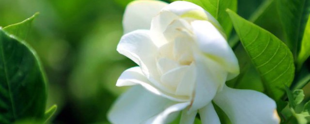 梔子花的養護方法 梔子花的養護方法介紹