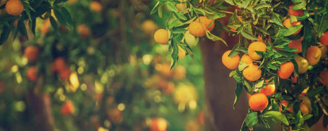 橘子放久瞭能吃嗎 長時間存放的橘子能不能吃