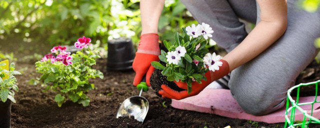 植物栽種之前給土壤進行消毒 土壤消毒的方法