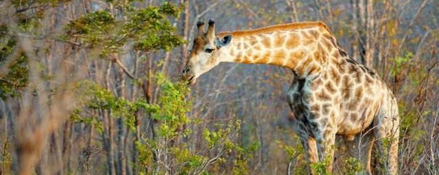 長頸鹿有什麼本領 長頸鹿的本領分析