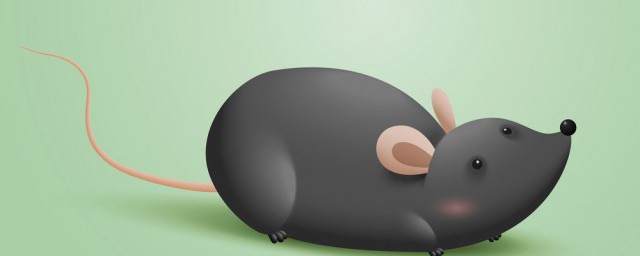 老鼠吃瞭老鼠藥會躲哪裡 老鼠吃瞭老鼠藥會隱藏的位置