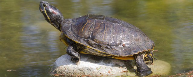 海龜的特點簡單介紹 海龜的特點簡單介紹詳情