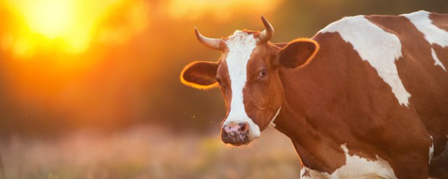 夢見牛的預兆是什麼 夢到牛有哪些寓意
