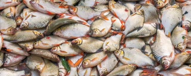 最好吃的淡水魚有哪些 餐桌上最常見淡水魚品種介紹