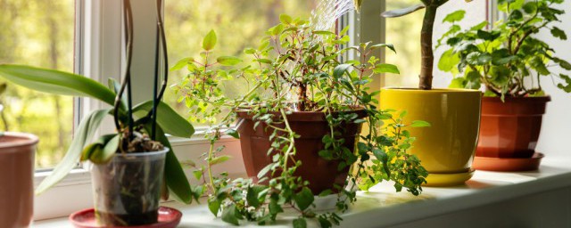 傢庭室內植物擺放風水 傢庭室內植物擺放風水介紹