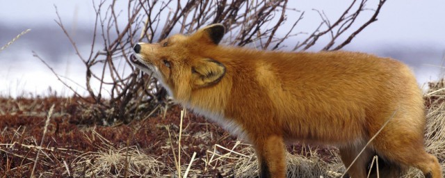 夢見狐貍是什麼征兆 夢見狐貍的寓意