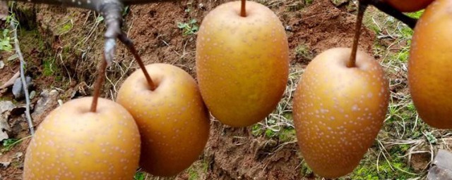 金珠果梨的吃法有哪些 金珠果梨的吃法簡單介紹