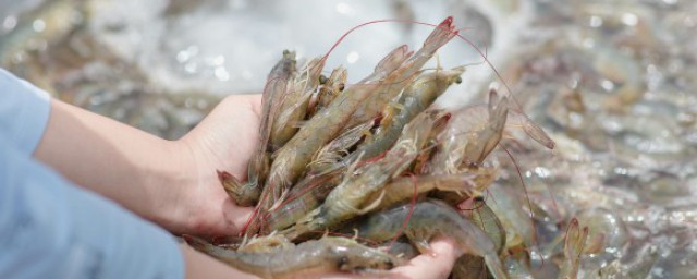 水煮青蝦的做法介紹 水煮青蝦的傢常做法