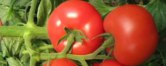 番茄起源於哪個國傢 番茄發源地