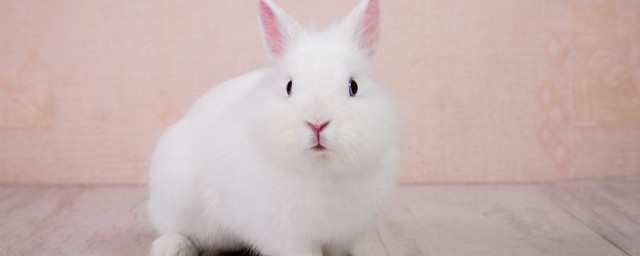 屬兔佩戴什麼吉祥物2022年 2022年生肖兔最適合佩戴的吉祥物