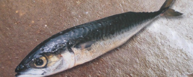 鰺魚又叫什麼魚 鰺魚的介紹