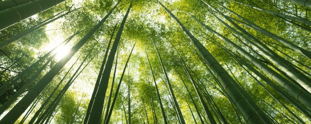 竹的雅稱 竹子的別稱