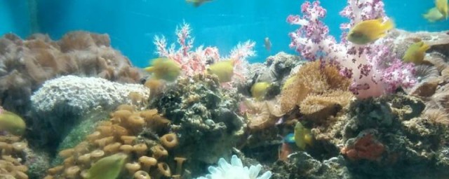 海底世界有什麼 海底世界分別有哪些動物