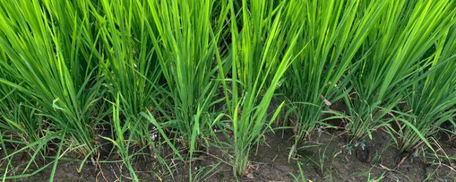 北京可以種水稻嗎 北京能種水稻嗎