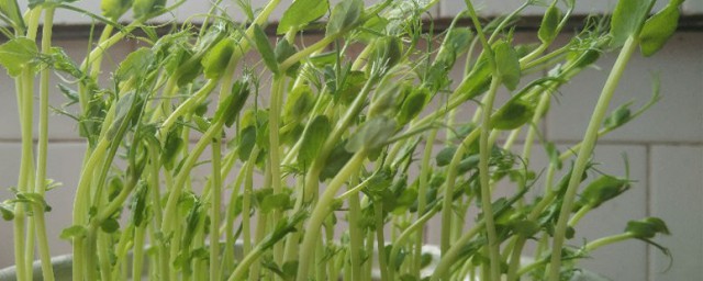 小豌豆是怎樣長大的 小豌豆長大的流程