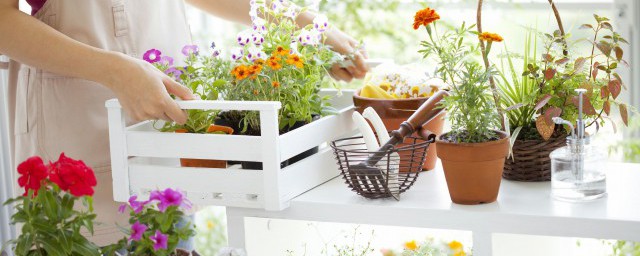 辦公桌上適合擺放的物品和植物 辦公桌上適合擺什麼