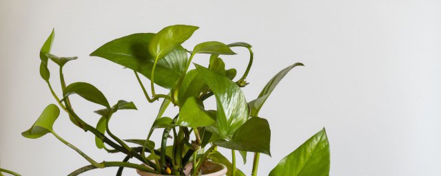 客廳屏風適合放什麼植物好 客廳屏風適合放的植物有什麼