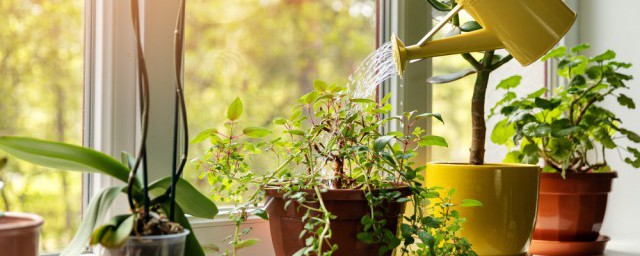 臥室窗臺放什麼花最好風水 臥室植物禁忌