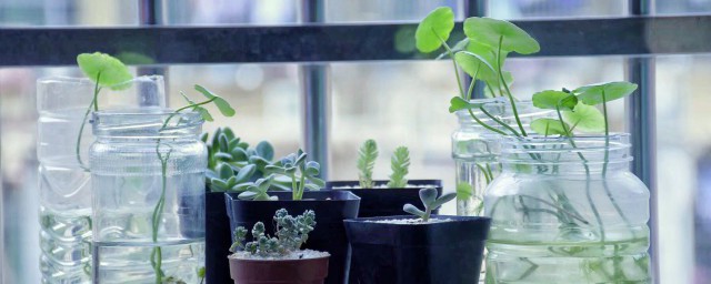 風水裡臥室放什麼植物最好 臥室放哪些植物