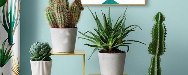 客廳放什麼植物最好呢 客廳放如下植物比較好