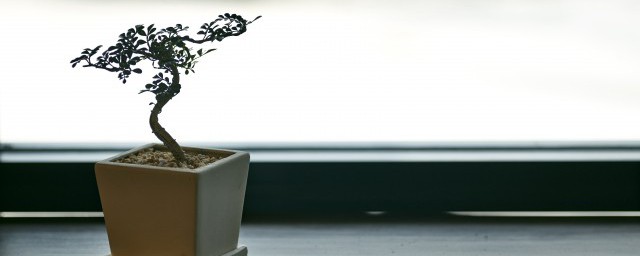 臥室植物風水放什麼好 適合放在臥室的植物介紹