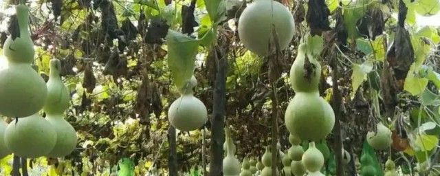 五月份種葫蘆可以嗎 葫蘆如何栽種